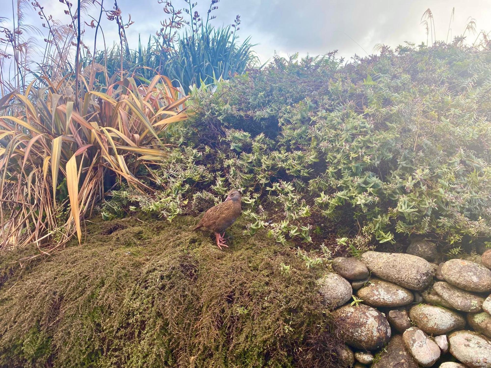 Wild Weka Eco Stay - Off-Grid 4Wd Recommended Waimarie Dış mekan fotoğraf